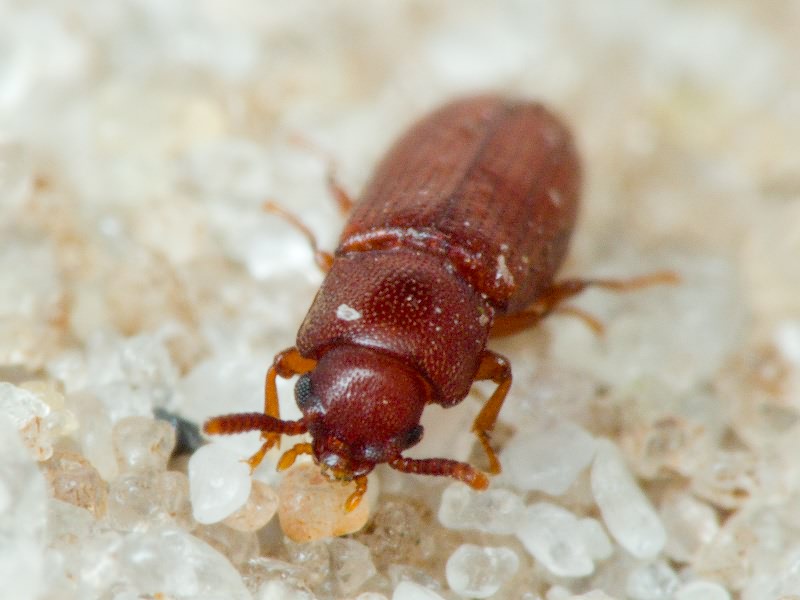 Palorus depressus (Fabricius, 1790)